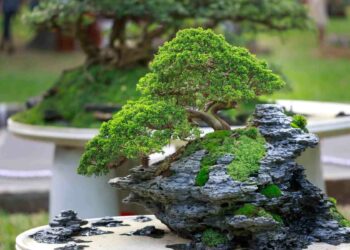 Quelle terre pour rempoter un bonsaï ?