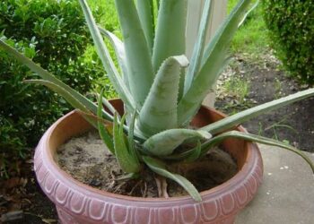 Quelle terre pour rempoter une aloe vera ?