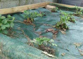Quelle toile pour carré potager ?