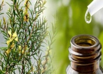 Quelle utilisation de l'huile essentielle d'arbre à thé ?