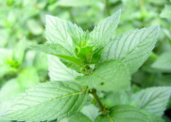 Quelle variété de menthe choisir ?