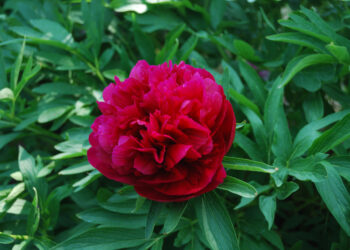 Quelle variété de pivoine choisir ?