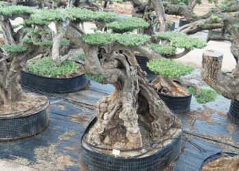 Quelle variété d'olivier résistant au froid ?