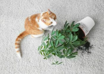 Quelles chaises quand on a un chat ?