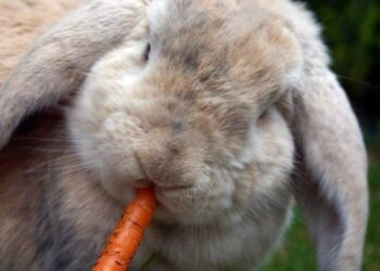 Quelles feuilles mangent les lapins ?