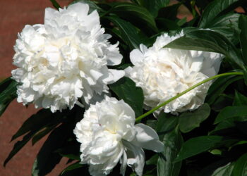 Quelles fleurs blanches ?