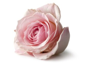 Quelles fleurs choisir pour une crémation ?