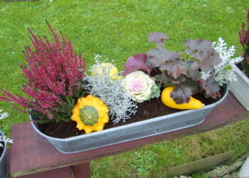 Quelles fleurs mettre en jardinière en automne ?