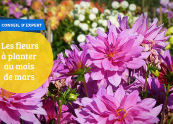 Quelles fleurs planter au mois de mars ?