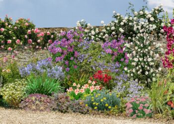 Quelles fleurs planter dans le sud de la France ?