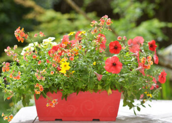 Quelles fleurs planter en octobre en jardinière ?
