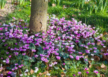 Quelles fleurs planter en sous-bois ?