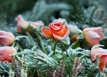 Quelles fleurs pour un cimetière en hiver ?