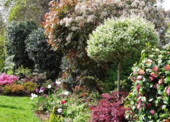 Quelles fleurs pour un jardin fleuri toute l'année ?