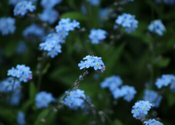 Quelles fleurs sont bleues ?