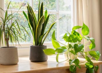 Quelles plantes à fleurs d'intérieur ?