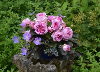 Quelles plantes associer aux géraniums ?