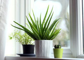 Quelles plantes dans une chambre pour bien dormir ?