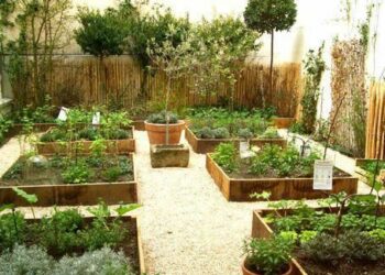 Quelles plantes dans une petite cour ?