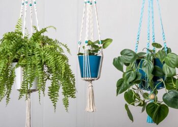 Quelles plantes d'intérieur mettre ensemble ?