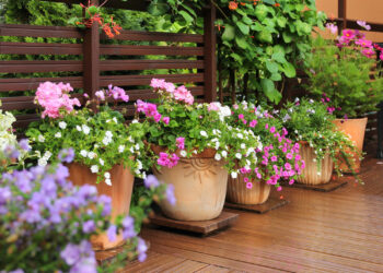 Quelles plantes en pot pour l'extérieur ?