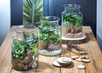 Quelles plantes grasses pour un terrarium ?