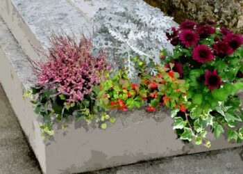 Quelles plantes mettre au cimetière en été ?