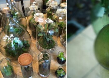 Quelles plantes mettre dans une Dame-Jeanne ?