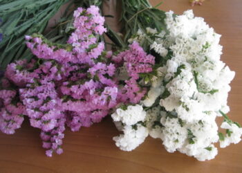 Quelles plantes pour bouquets ?