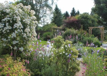 Quelles plantes pour un jardin fleuri toute l'année ?
