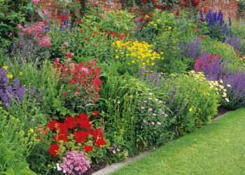 Quelles plantes pour un massif fleuri toute l'année ?