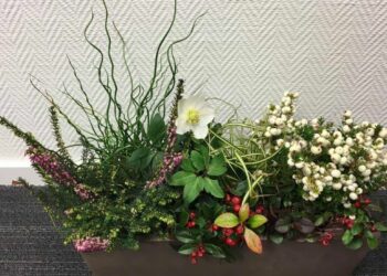 Quelles plantes pour une jardinière d'hiver ?