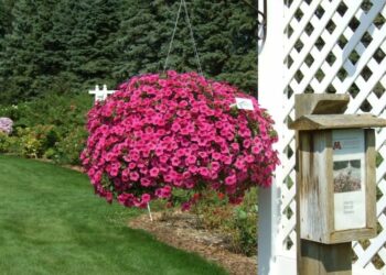 Quelles plantes retombantes ?