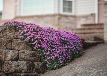 Quelles plantes vivaces fleuries toute l'année ?
