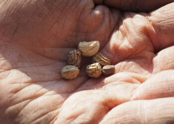 Quelles semences pour sanglage ?