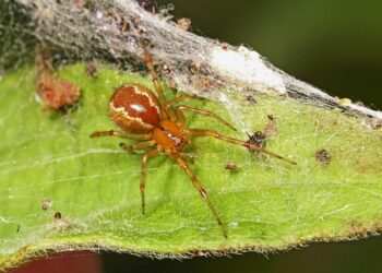 Quelles sont les araignées qui piquent ?