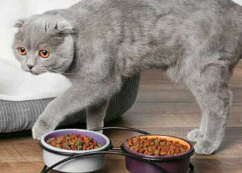 Quelles sont les croquettes les plus naturelles pour chat ?