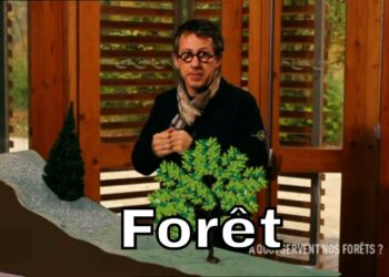 Quelles sont les différentes essences d'arbres ?