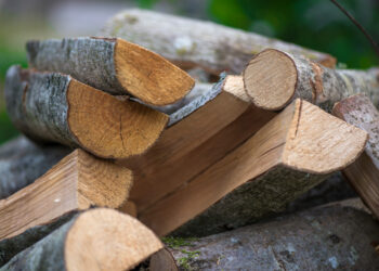 Quelles sont les essences de bois blanc ?