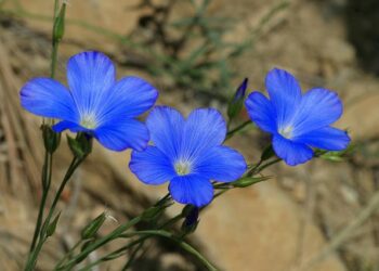 Quelles sont les fleurs bleues ?