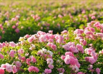 Quelles sont les fleurs des bois ?