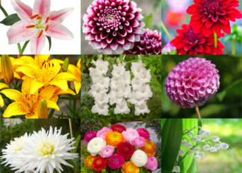 Quelles sont les fleurs les plus connus ?