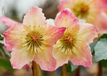 Quelles sont les fleurs qui fleurissent en hiver ?