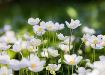 Quelles sont les fleurs qui fleurissent tout l'été ?