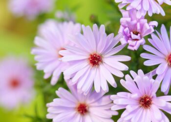 Quelles sont les fleurs qui fleurissent toute l'année ?