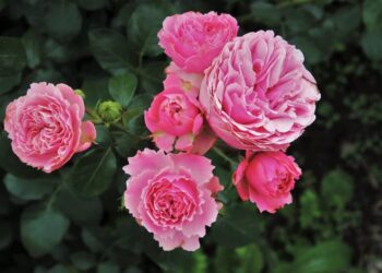 Quelles sont les fleurs qui ne gèlent pas ?
