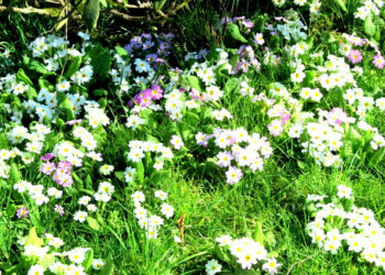 Quelles sont les fleurs qui poussent au printemps ?