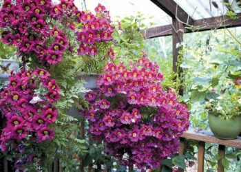 Quelles sont les fleurs retombantes ?