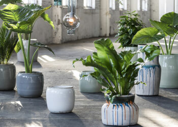 Quelles sont les grandes plantes d'intérieur ?