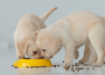 Quelles sont les meilleures boîtes pour chien ?